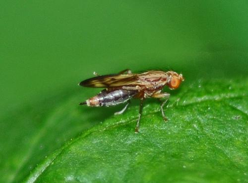 Opomyza germinationis